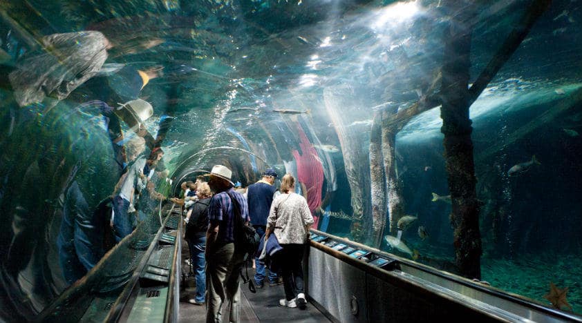 Aquarium of the Bay em San Francisco Aquarium of the Bay em San Francisco