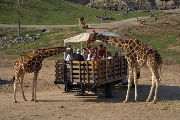Informações sobre o San Diego Zoo Safari Park em San Diego Informações sobre o San Diego Zoo Safari Park em San Diego