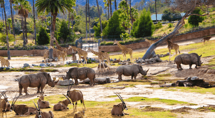 Dicas para ir ao San Diego Zoo Safari Park em San Diego Dicas para ir ao San Diego Zoo Safari Park em San Diego