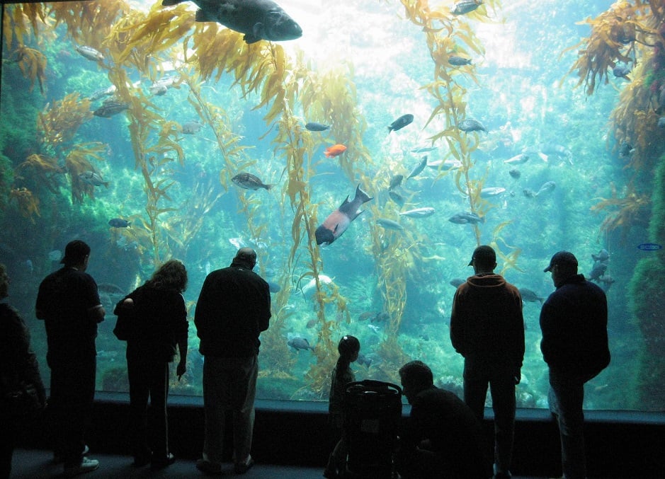 Atrativos no Birch Aquarium em La Jolla Atrativos no Birch Aquarium em La Jolla