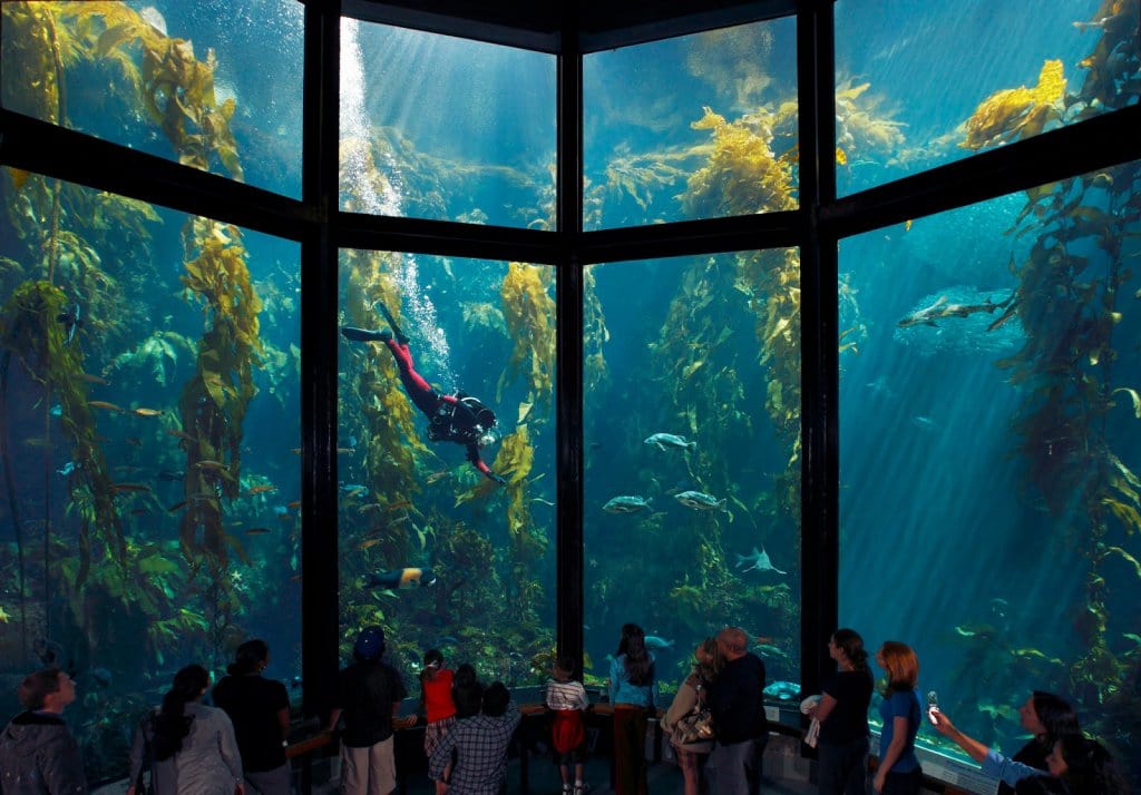 Visitantes no Aquarium of the Bay em San Francisco Visitantes no Aquarium of the Bay em San Francisco