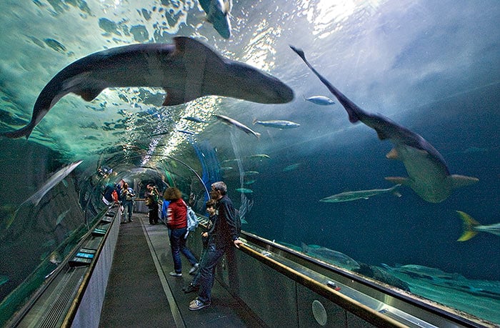 Aquarium of the Bay em San Francisco Aquarium of the Bay em San Francisco