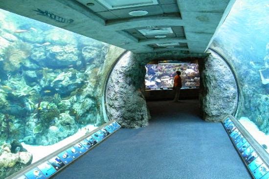 Aquarium of the Bay em San Francisco Aquarium of the Bay em San Francisco