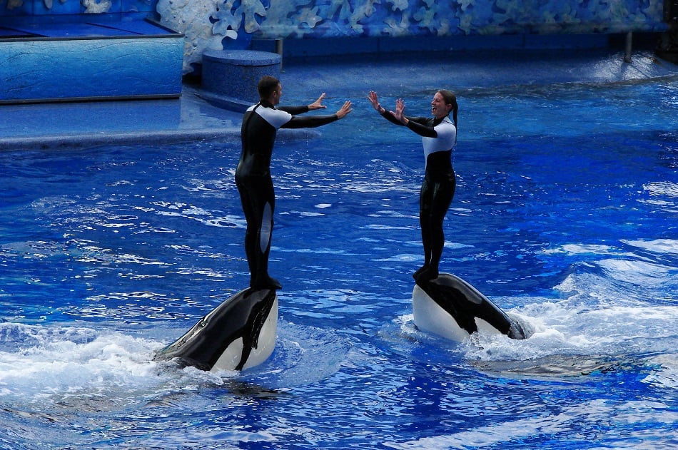Parque SeaWorld em San Diego Parque SeaWorld em San Diego